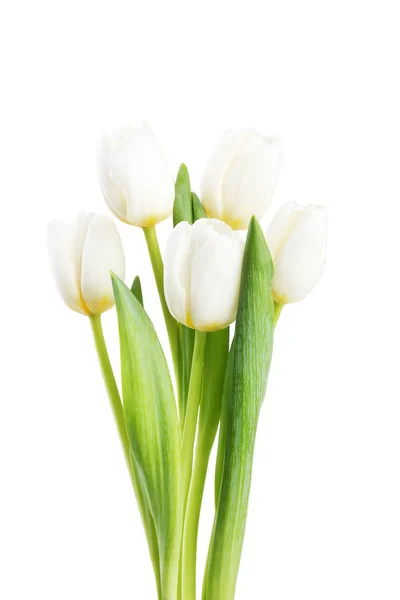 Strauß Von Tulpen Isoliert Auf Weißem Hintergrund — Stockfoto