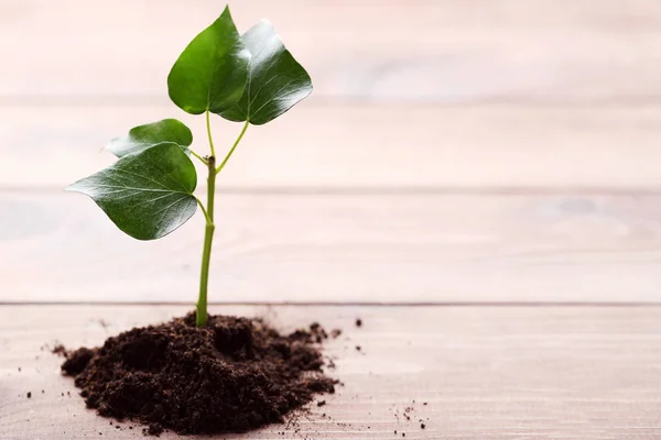 Planta Joven Suelo Sobre Mesa Madera — Foto de Stock