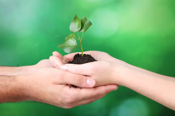 Mãos Segurando Planta Jovem Fundo Verde — Fotografia de Stock