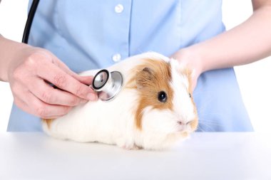 Stetoskop eskiden şiling şimdi domuz yakınındaki beyaz arka plan üzerinde tutan eller