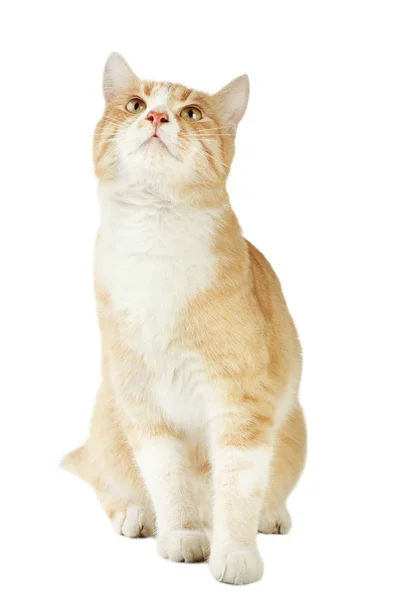 Mooie Gember Kat Geïsoleerd Witte Achtergrond — Stockfoto