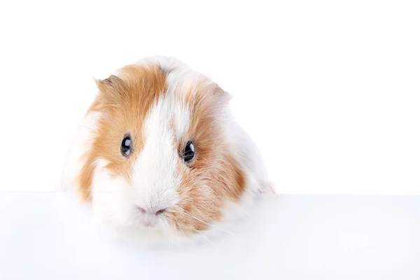 Meerschweinchen Auf Weißem Hintergrund — Stockfoto