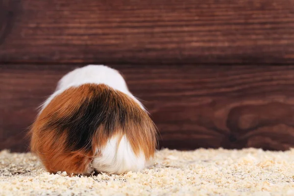 Meerschweinchen Mit Sägemehl Auf Braunem Hintergrund — Stockfoto