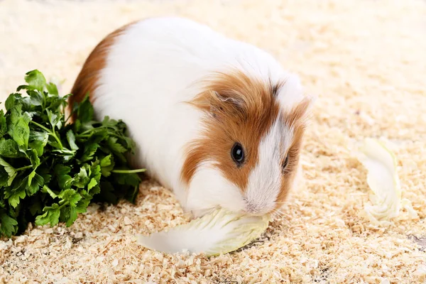 Guinea pig with fresh parsley and cabbage on sawdust background