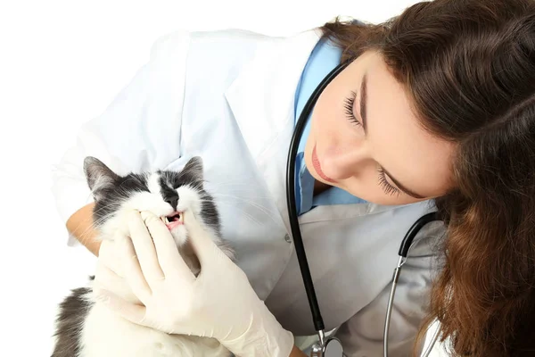 Veterinário examinando dentes a um gato — Fotografia de Stock