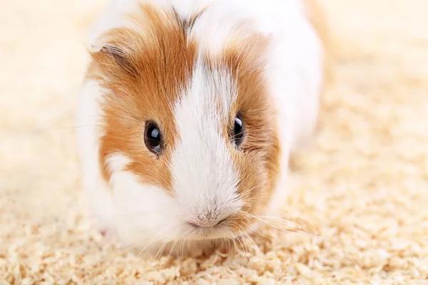 Meerschweinchen Mit Sägemehl — Stockfoto