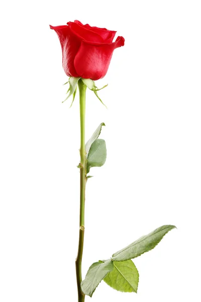 Червона Троянда Білому Тлі — стокове фото