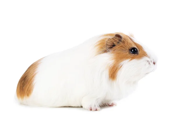 Guinea Pig Isolated White Background Stock Picture