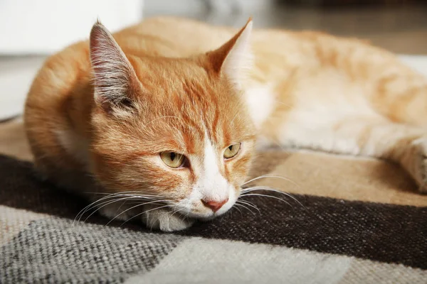 プレイドの上に横たわる美しい生姜猫 — ストック写真