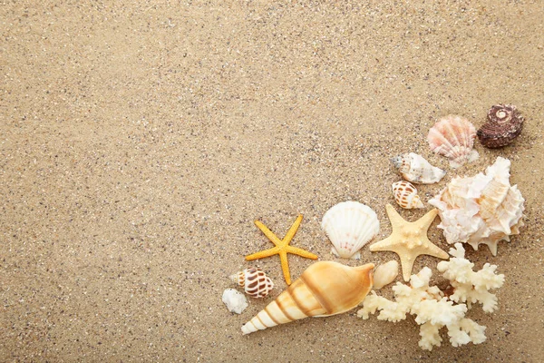 Snäckskal Och Starfishes Stranden Sand — Stockfoto