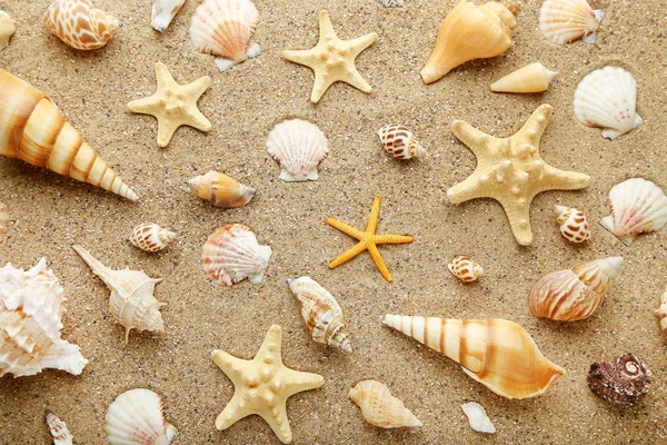 海边沙滩上的贝壳和海星 — 图库照片