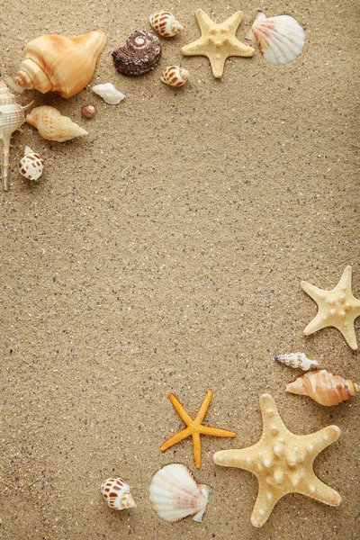 Conchiglie Stelle Marine Sulla Sabbia Della Spiaggia — Foto Stock