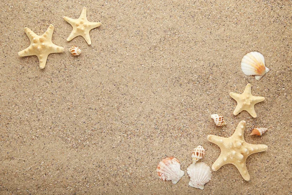 Conchas Marinhas Estrelas Mar Areia Praia — Fotografia de Stock