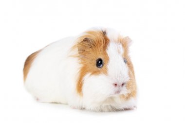 Beyaz arka planda izole edilmiş kobay faresi
