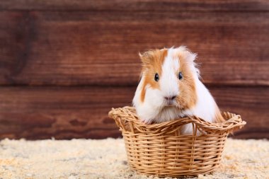 Guinea pig in basket on brown background clipart