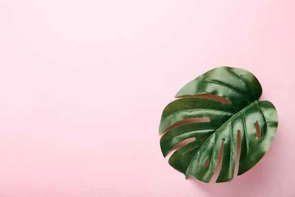 Hoja Verde Monstera Sobre Fondo Rosa — Foto de Stock