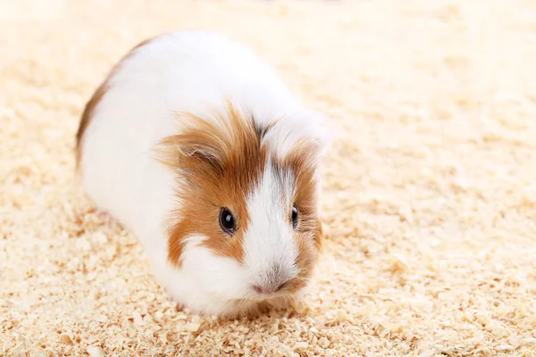 Meerschweinchen Mit Sägemehl — Stockfoto