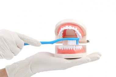 Beyaz arka plan üzerinde diş modeli ve diş fırçası tutan eller