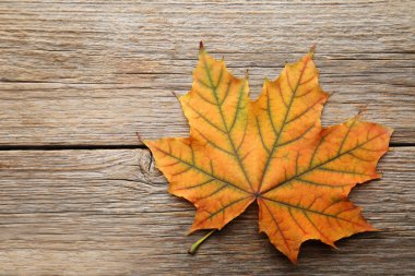 Kuru akçaağaç yaprağı gri ahşap tablo