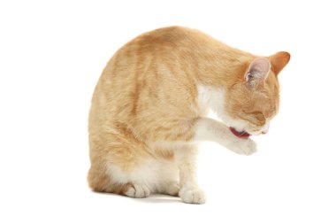 Kızıl kedi beyaz arkaplanda izole edilmiş.