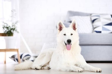 İsviçre çoban köpeği evde yerde yatıyor