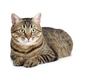 Beyaz arka planda yatan güzel kedi