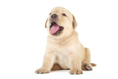 Labrador köpek yavrusu beyaz arkaplanda izole edildi