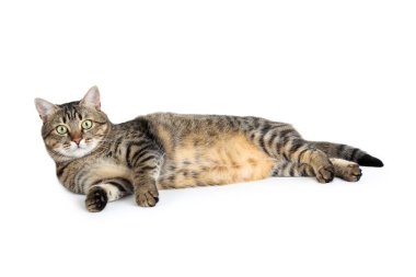 Beyaz arka planda yatan güzel kedi