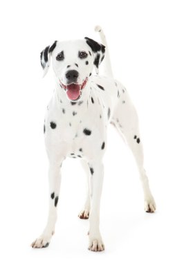 Dalmaçyalı köpek beyaz arka planda izole edilmiş
