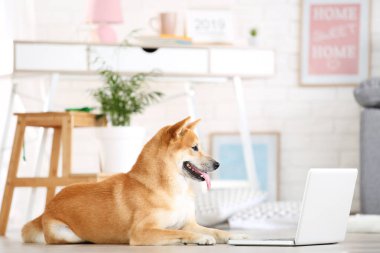 Shiba inu köpek dizüstü bilgisayar ile evde yerde yatıyor