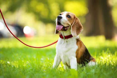 Beagle köpek parkta çim üzerinde oturan