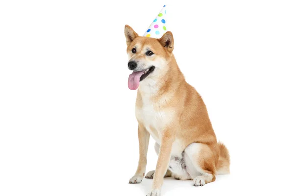 Shiba inu สุนัขในหมวกวันเกิดแยกกันบนพื้นหลังสีขาว — ภาพถ่ายสต็อก