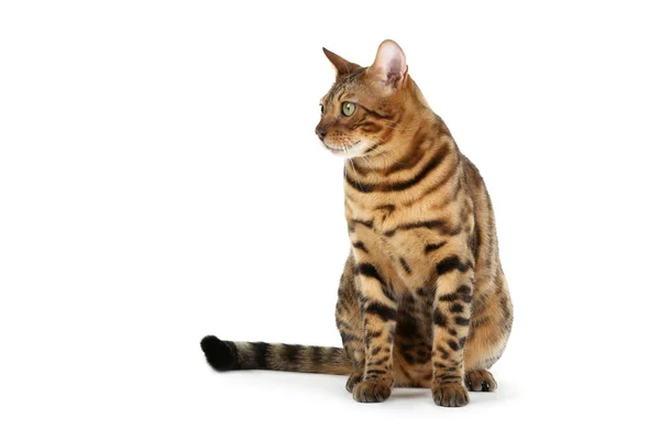 Bellissimo gatto marrone isolato su sfondo bianco — Foto Stock