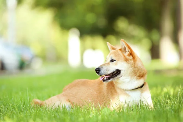 Собака Шиба Ину лежит на траве в парке — стоковое фото