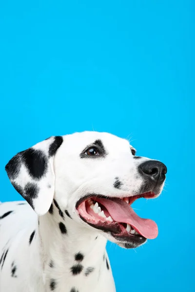 Dalmatiska hund på blå bakgrund — Stockfoto