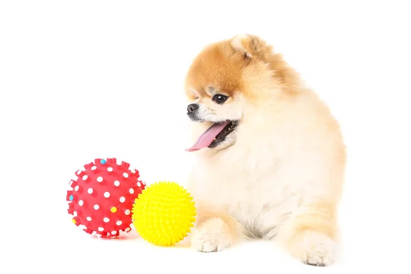 Pommeren hond met speelgoed ballen geïsoleerd op witte achtergrond — Stockfoto