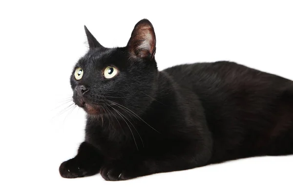 Black cat isolated on white background — Stock Photo, Image