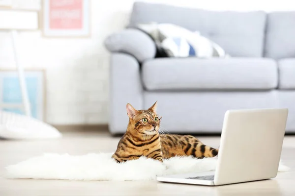 Hermoso gato marrón con ordenador portátil acostado en una alfombra blanca — Foto de Stock