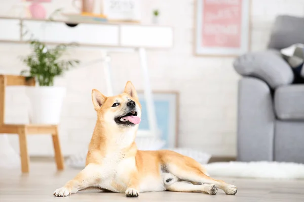 Shiba inu perro acostado en el suelo en casa — Foto de Stock