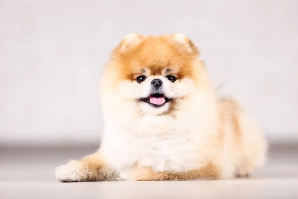 Pomerania perro acostado en ther piso — Foto de Stock