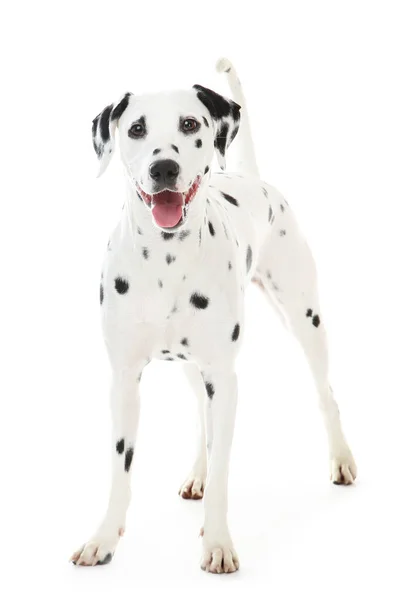 Dalmatyński pies izolowany na białym tle — Zdjęcie stockowe