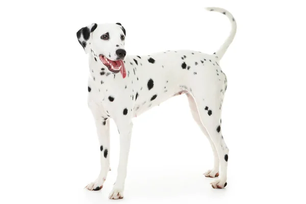 Dalmatian cão isolado no fundo branco — Fotografia de Stock