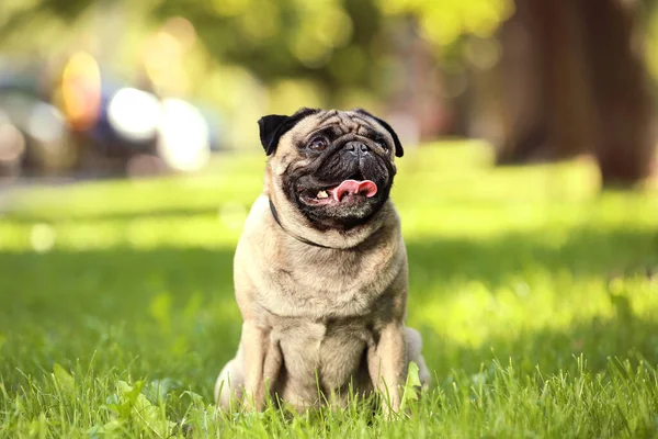 Pug dog sentado en la hierba en el parque —  Fotos de Stock