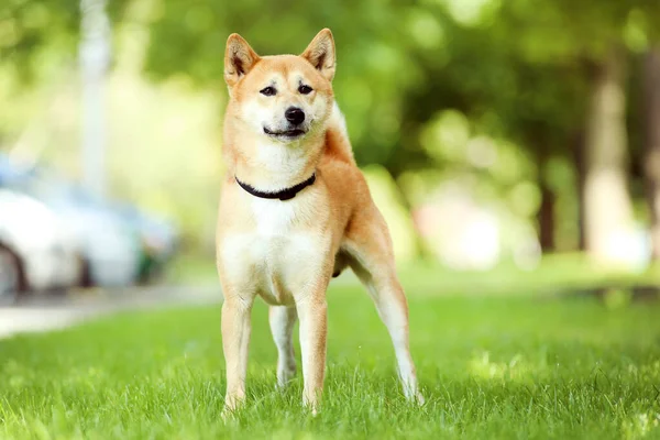 Shiba Inu pies stoi na trawie w parku — Zdjęcie stockowe