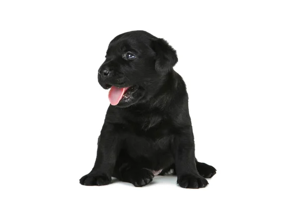 Labrador cachorro negro aislado sobre fondo blanco — Foto de Stock