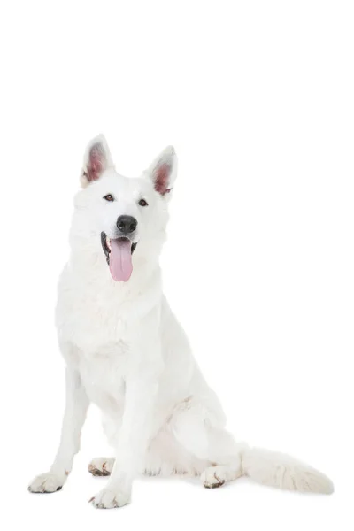Perro pastor suizo aislado sobre fondo blanco —  Fotos de Stock