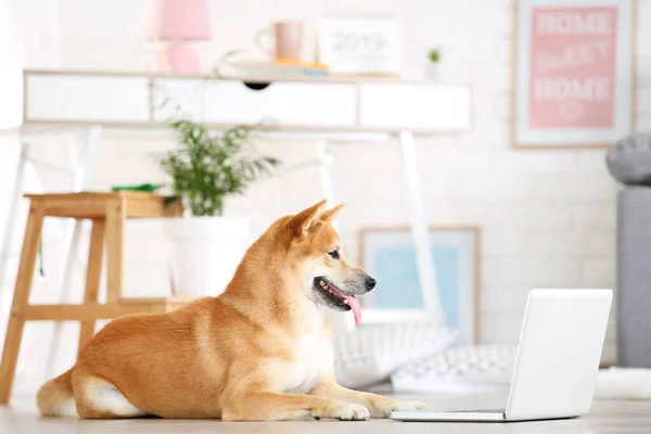 Shiba inu perro acostado en el suelo en casa con ordenador portátil — Foto de Stock