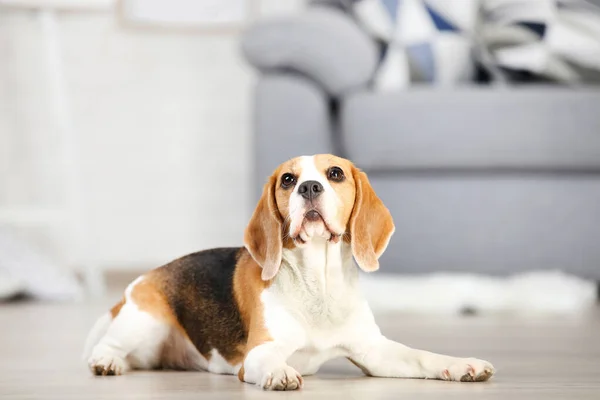 Beagle cão deitado no chão — Fotografia de Stock