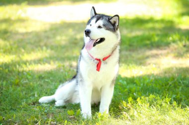 Parktaki çimlerde oturan Malamute köpeği.