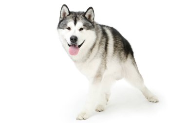 Beyaz arkaplanda Malamute köpeği izole edildi